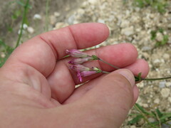 Silene colorata
