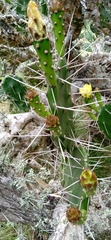 Opuntia arechavaletae