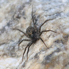 Selenops actophilus