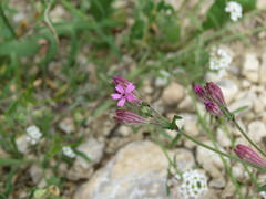 Silene colorata