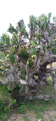 Opuntia arechavaletae