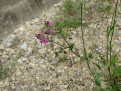 Silene colorata