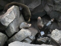 Arctocephalus galapagoensis