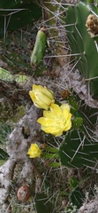 Opuntia arechavaletae