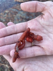 Metandrocarpa