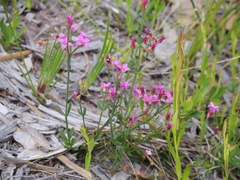 Boronia spathulata