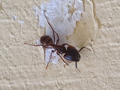 Camponotus atriceps