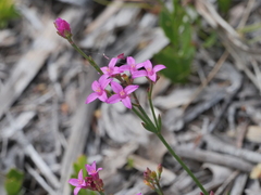 Boronia spathulata