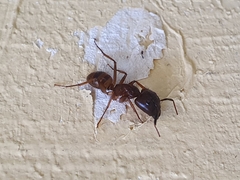 Camponotus atriceps