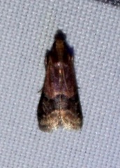 Eulogia ochrifrontella