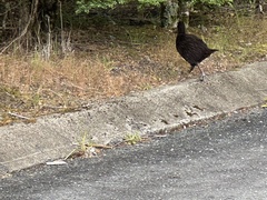 Gallirallus australis australis
