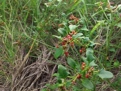 Chenopodium robertianum
