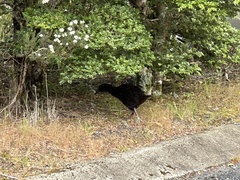 Gallirallus australis australis