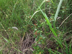 Chenopodium robertianum