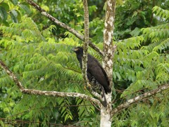 Spizaetus tyrannus