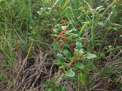 Chenopodium robertianum