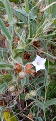 Convolvulus hermanniae