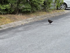 Gallirallus australis australis
