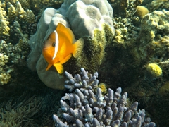 Amphiprion barberi