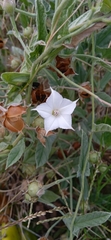 Convolvulus hermanniae