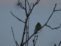 Emberiza citrinella