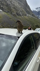 Nestor notabilis