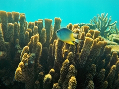 Amblyglyphidodon orbicularis