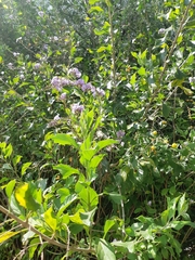 Duranta erecta