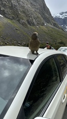 Nestor notabilis