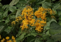 Munnozia