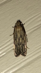 Spinitibia hodgesi
