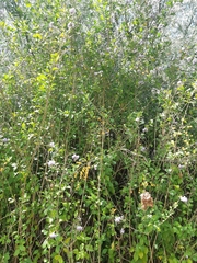 Duranta erecta