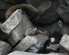 Arctocephalus galapagoensis