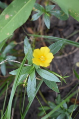 Ludwigia grandiflora