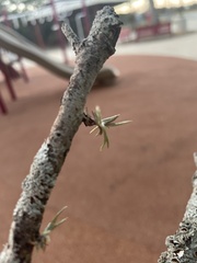 Tillandsia recurvata