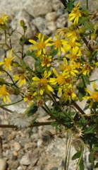 Senecio eremophilus