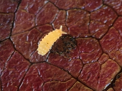 Bilobella aurantiaca