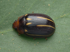 Paropsisterna lineata