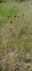 Eryngium sanguisorba