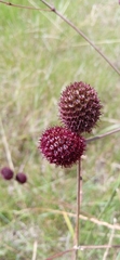 Eryngium sanguisorba