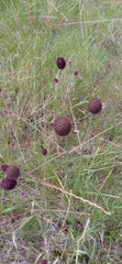 Eryngium sanguisorba