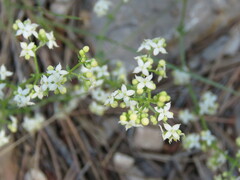 Asperula