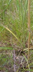 Eryngium sanguisorba