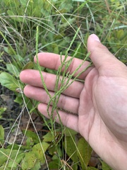 Symphyotrichum adnatum