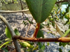 Laguncularia racemosa