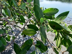 Laguncularia racemosa
