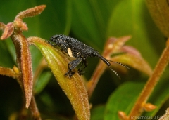Isacantha rhinotioides