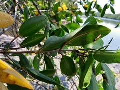 Laguncularia racemosa