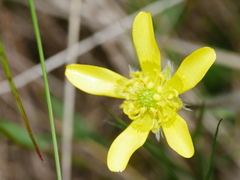 Ranunculus multiscapus