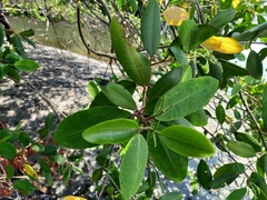 Laguncularia racemosa